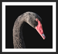 Main image Black Swan