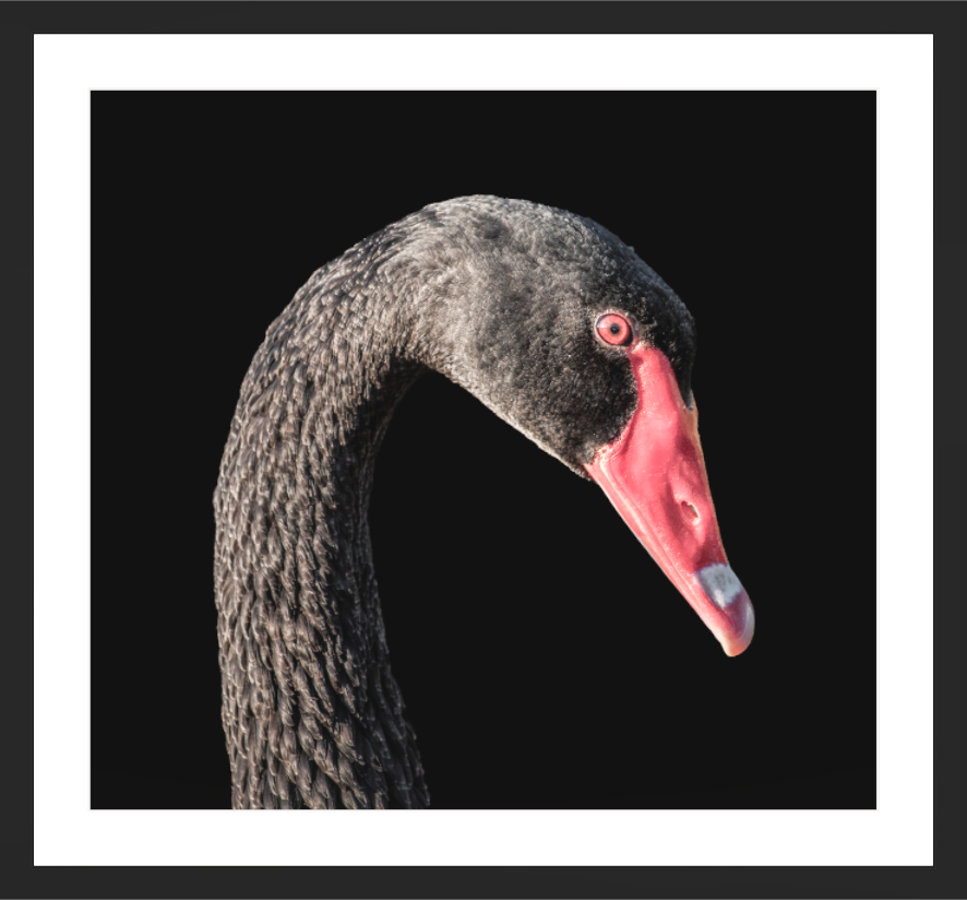 Main image Black Swan