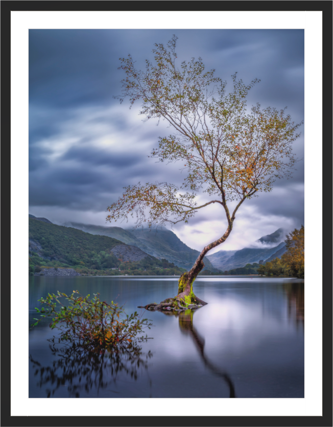 Main image Quiet Strength — The Lone Tree, Llanberis