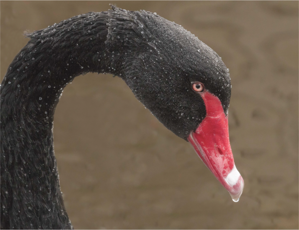Main image Emerging