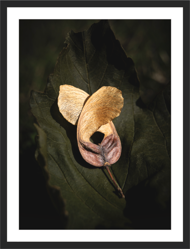 Main image Nature’s Wings