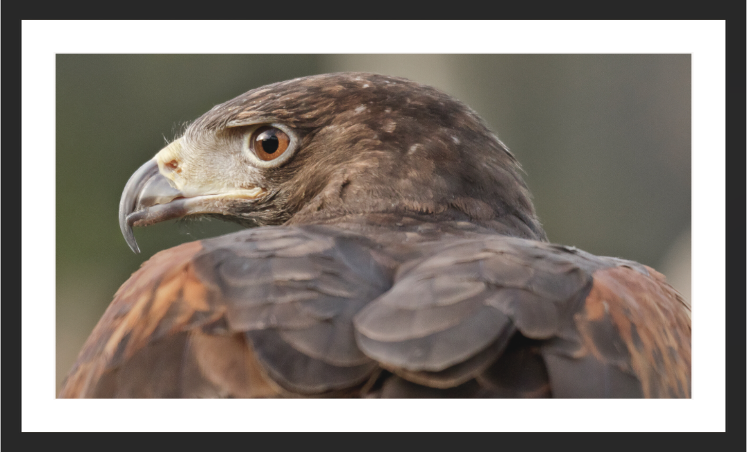 Main image The Watchful Eye — Harris's Hawk