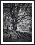 Main image Veteran of the Forest