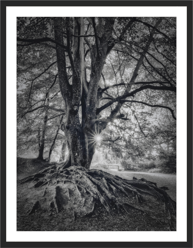 Main image Veteran of the Forest