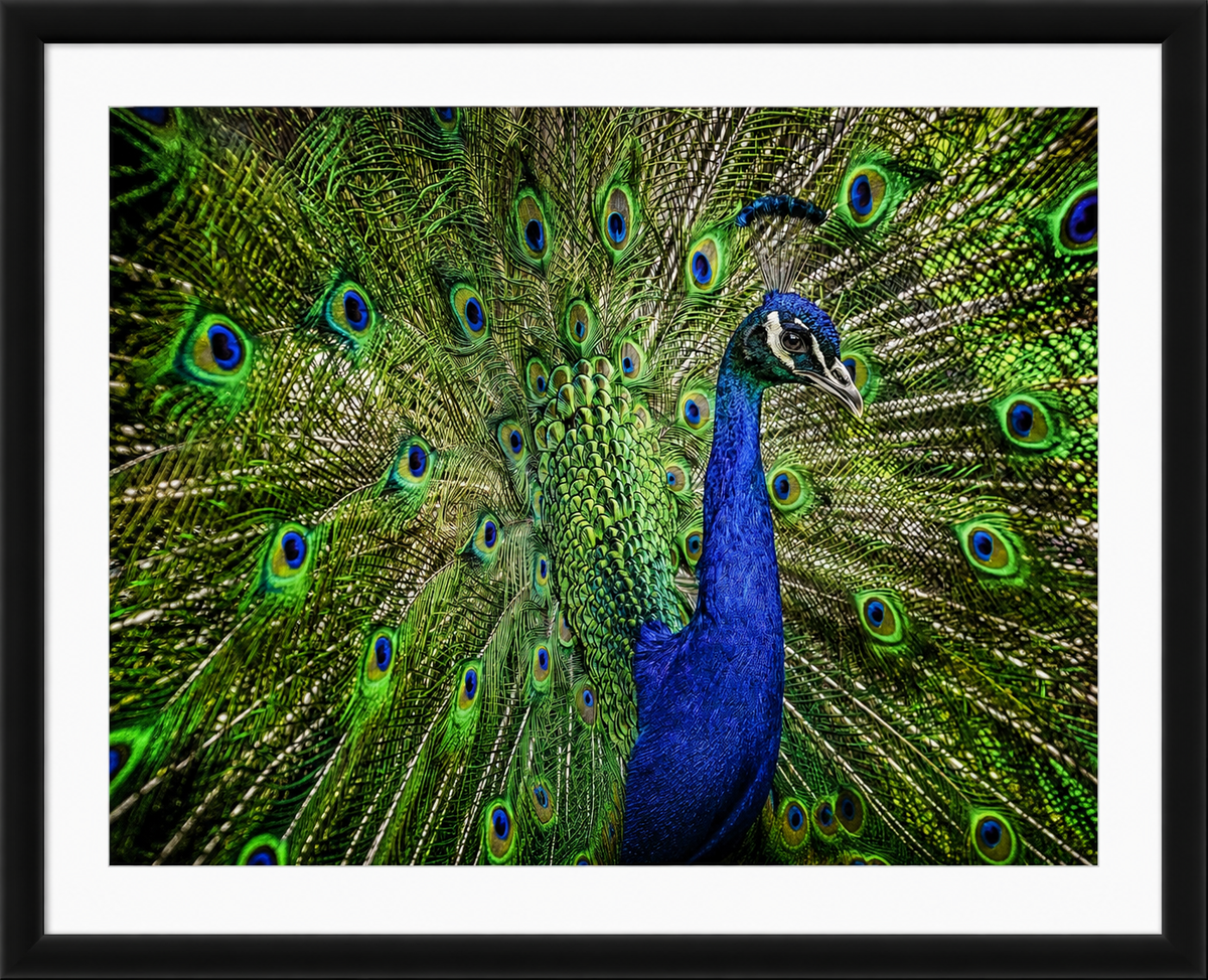 The Peacock’s Crown