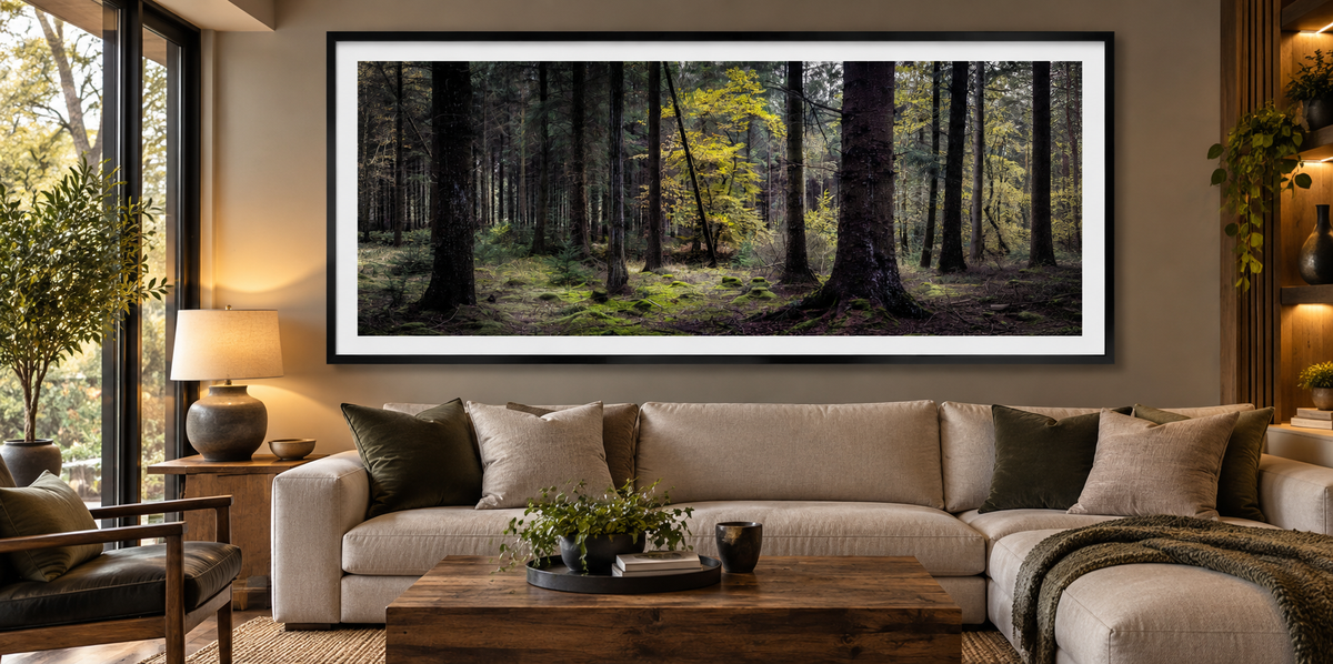 Where the Light Finds You — Haldon Forest, Devon