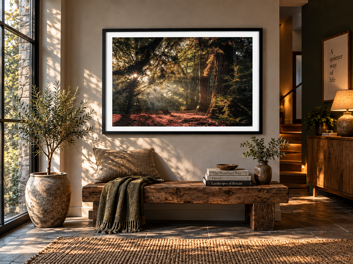 Golden sunlight filters through the trees at Danes Wood, Killerton, Devon, illuminating the woodland floor and transforming the quiet forest with shafts of warm evening light.