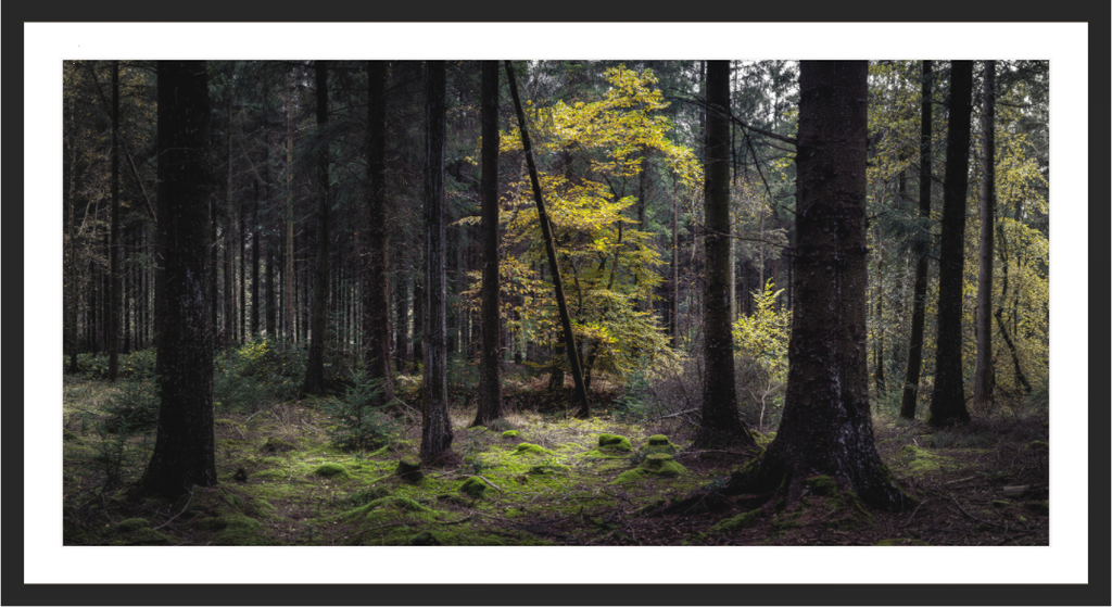 Main image Where the Light Finds You — Haldon Forest, Devon