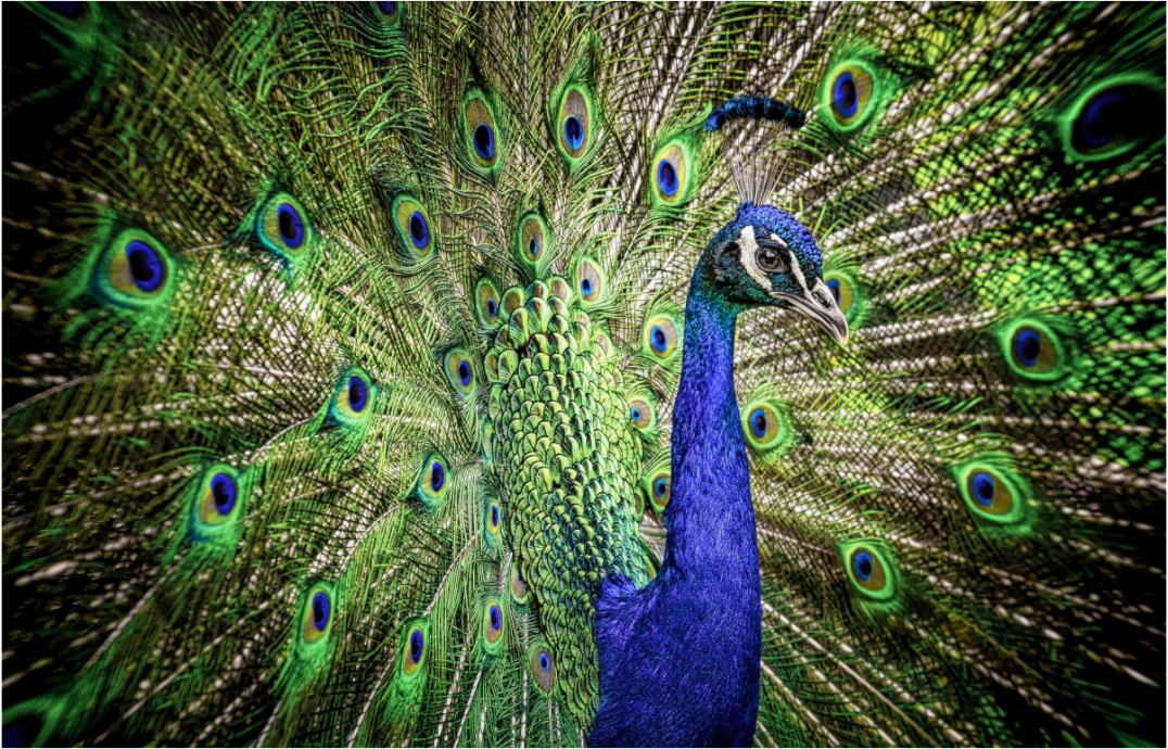 Main image The Peacock’s Crown
