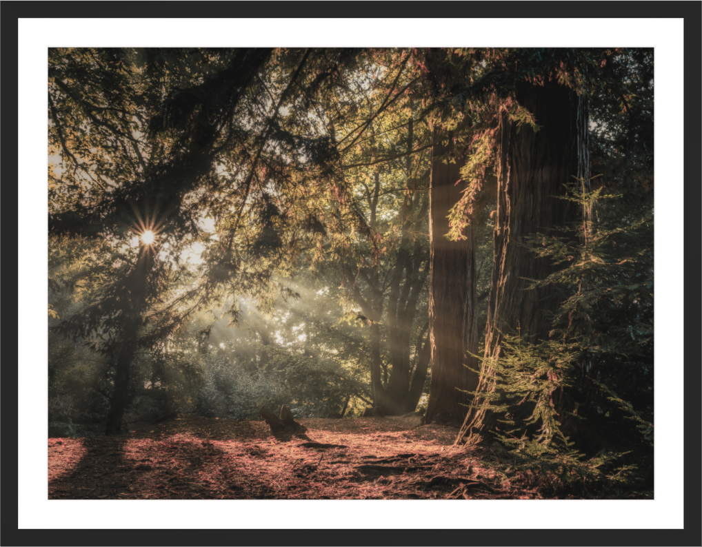 Main image Where the Woodland Glows